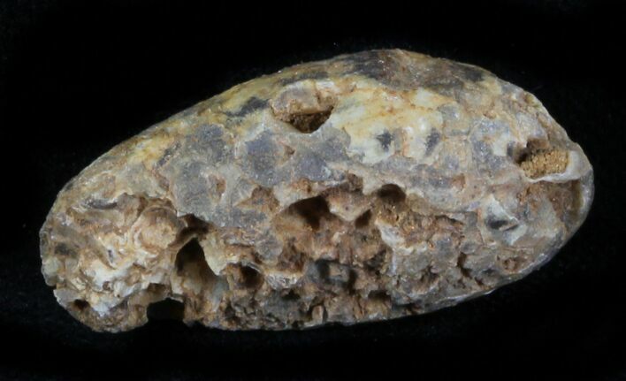 Agatized Fossil Pine (Seed) Cone From Morocco #30053